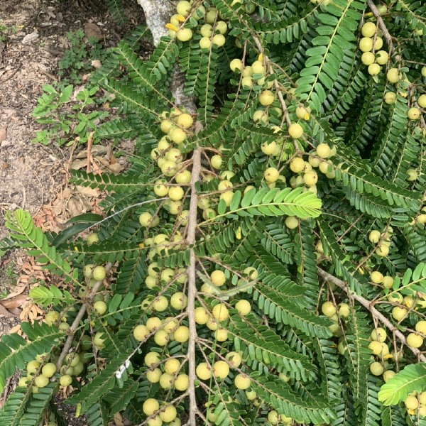 余甘果橄榄果油甘果