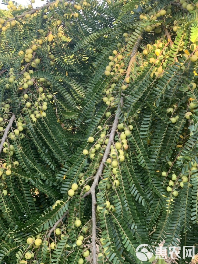 余甘果橄榄果油甘果