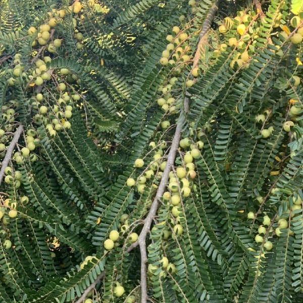 余甘果橄榄果油甘果