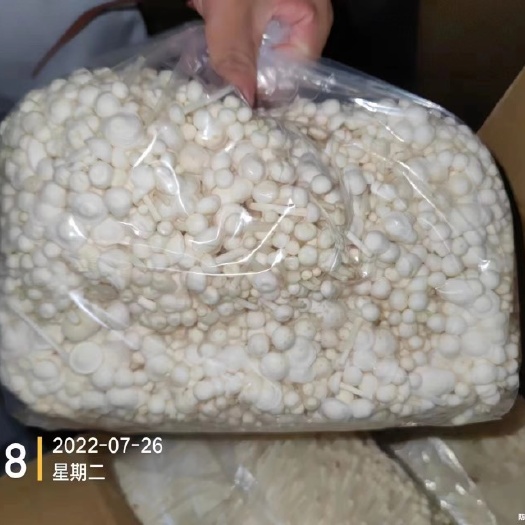 定州市金针菇，平台市场用！