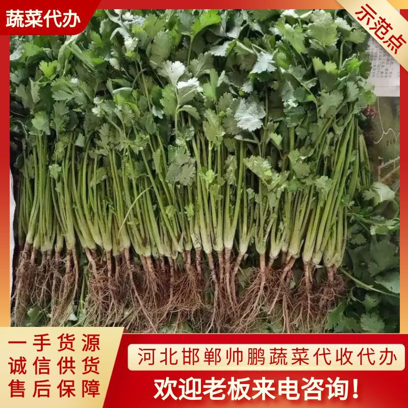 邯郸精品香菜。 超市 食堂。电商。市场。对接