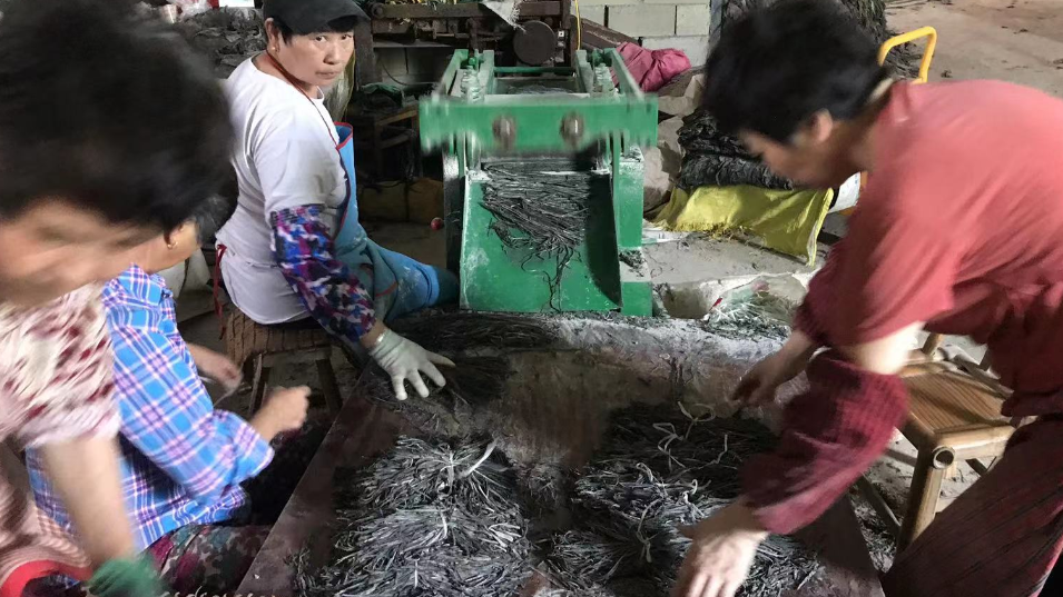 霞浦干海帶絲，