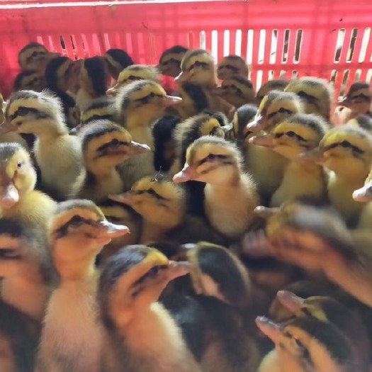 阳西县阳江水鸭苗