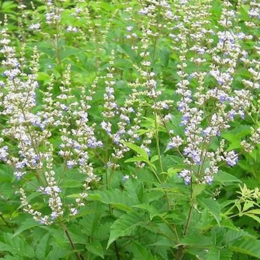 荆条种子牡荆五指风五指柑土常山黄荆柴黄金子蜜源绿肥荆条树种籽