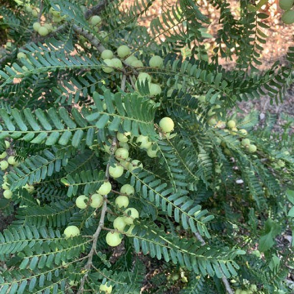 余甘果橄榄果油甘果