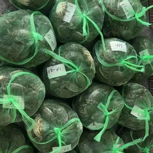 兴化市兴化六月黄，大闸蟹，小螃蟹，一元蟹，毛公毛母，中公中母大量批