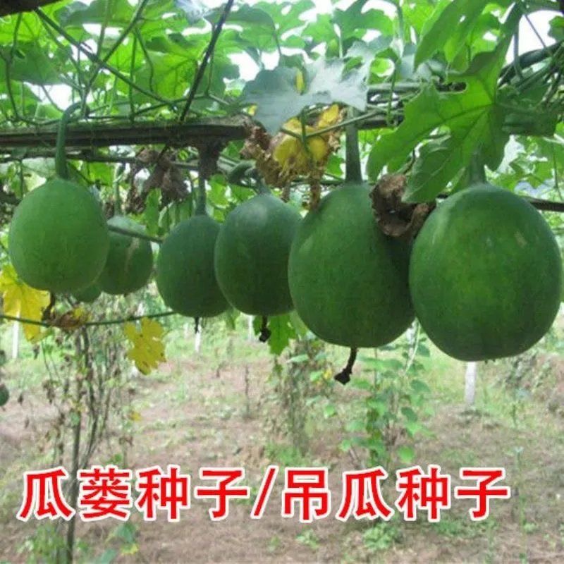 杭州瓜蒌种子吊瓜子种瓜蒌籽苦瓜栝楼种瓜楼中药材种子种籽爬藤瓜果