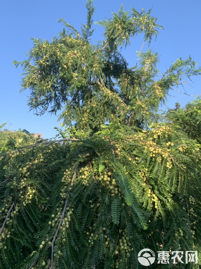 余甘果橄榄果油甘果