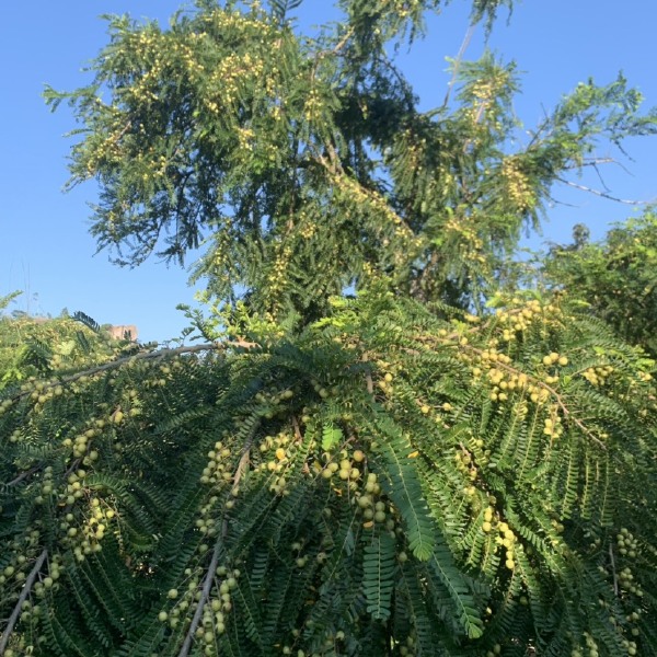 余甘果橄榄果油甘果