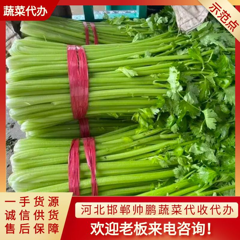 邯郸邯郸本地芹菜，供应各大超市，电商，市场 产地直销一手货源欢迎