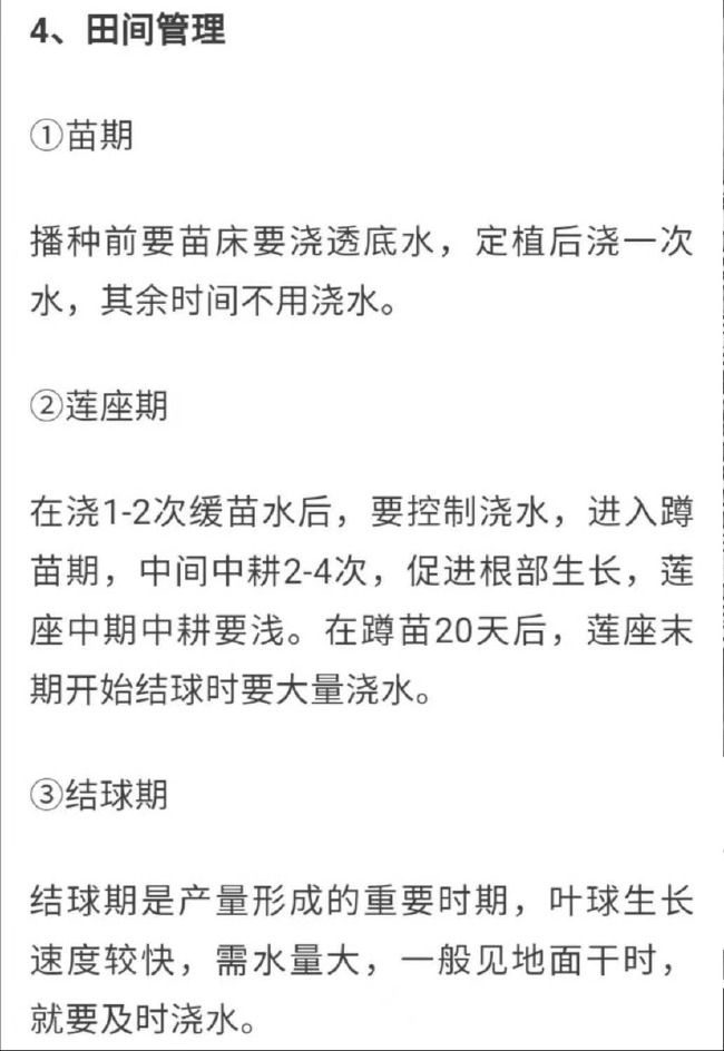 紫白菜种子中熟紫色白菜种子包心白菜种子四季耐寒秋播高产口感佳