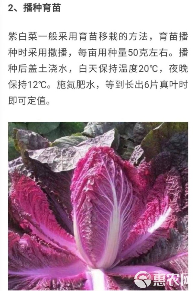 紫白菜种子中熟紫色白菜种子包心白菜种子四季耐寒秋播高产口感佳