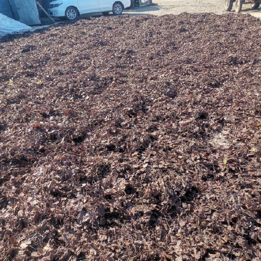 嫩江市本人急出大量鹿衔草露含草！！！急急急急 ！大量！
