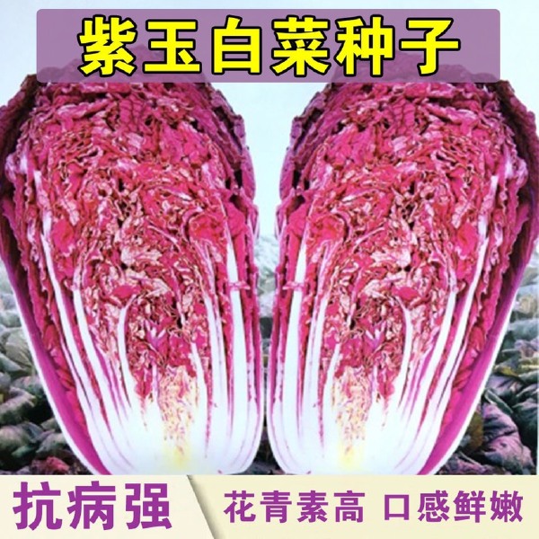 紫白菜种子中熟紫色白菜种子包心白菜种子四季耐寒秋播高产口感佳