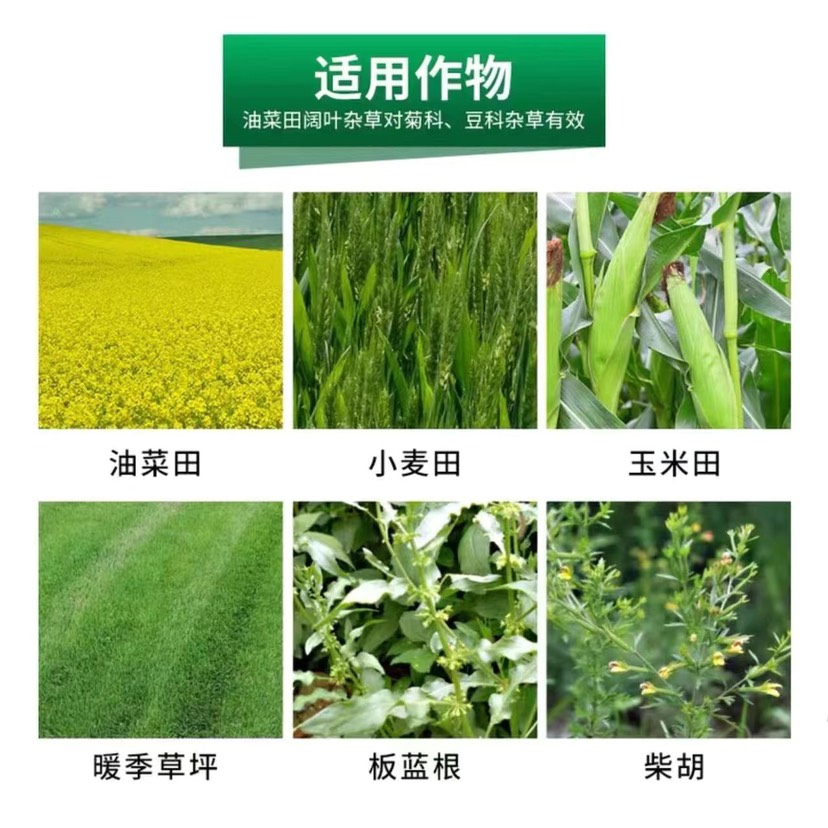 瑞邦龙权75%二氯吡啶酸油菜专用鬼针草刺儿菜防除一年生阔叶杂