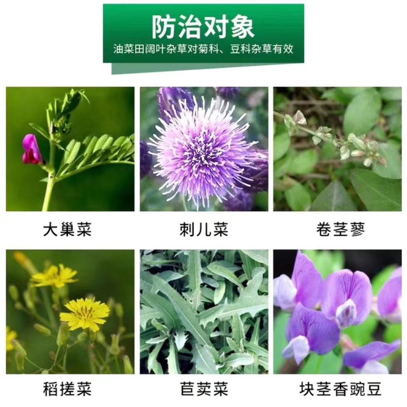 瑞邦龙权75%二氯吡啶酸油菜专用鬼针草刺儿菜防除一年生阔叶杂