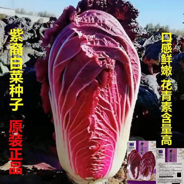 紫白菜种子中熟紫色白菜种子包心白菜种子四季耐寒秋播高产口感佳