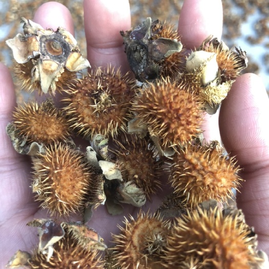 思南县干刺梨
