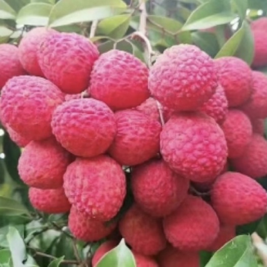 灵山县仙进奉荔枝苗