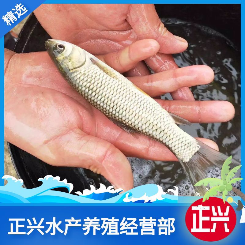 宜良县各种规格四大家鱼 各种名贵观赏鱼