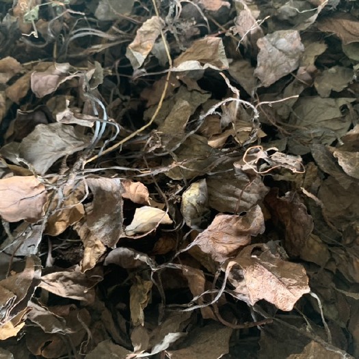 嫩江市大量鹿衔草露含草大量鹿衔草露含草 急卖 急卖
