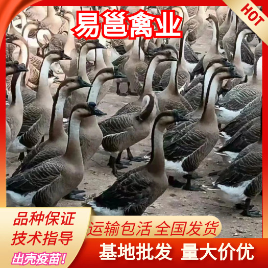 南宁马岗鹅苗   灰鹅苗  包做好出壳疫苗   路损包赔付