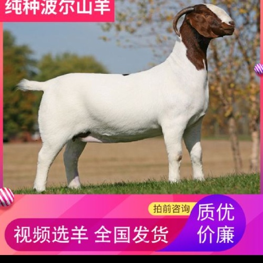 嘉祥县波尔山羊种公羊
