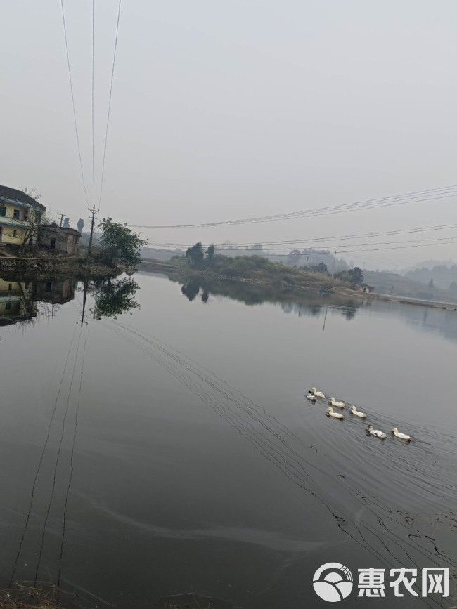 合川150亩鱼塘，证上面积100亩，高水位面积200亩, 有