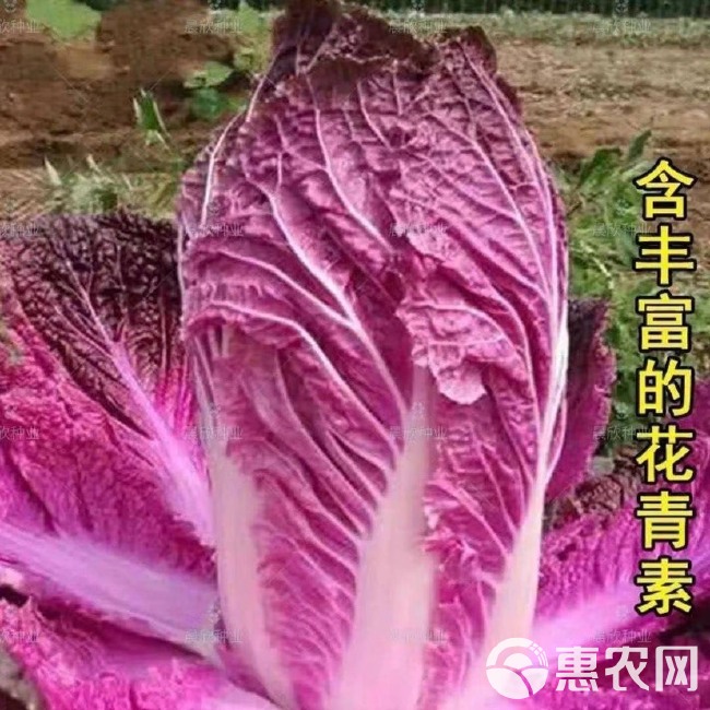 紫白菜种子中熟紫色白菜种子包心白菜种子四季耐寒秋播高产口感佳