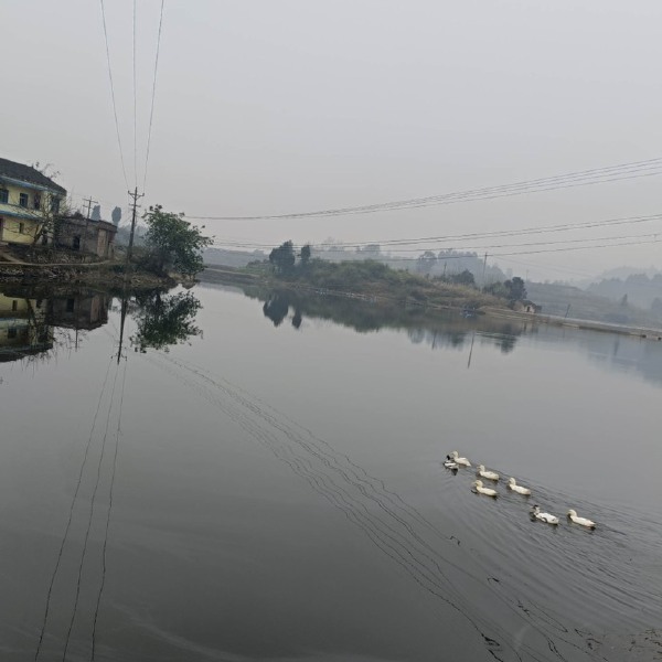 合川150亩鱼塘，证上面积100亩，高水位面积200亩, 有