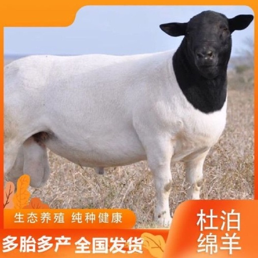 嘉祥县黑头