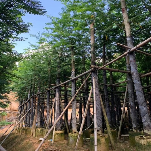 普宁市南洋楹移植 袋苗10-25公分