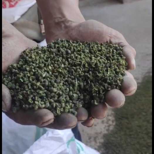 昆明自种植青花椒。