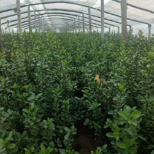 青州市地栽冬青 绿化专用绿篱 冬青种植户
