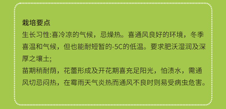 紫罗兰种子花种子园林绿化四季易种易活草花庭院种植盆栽种植