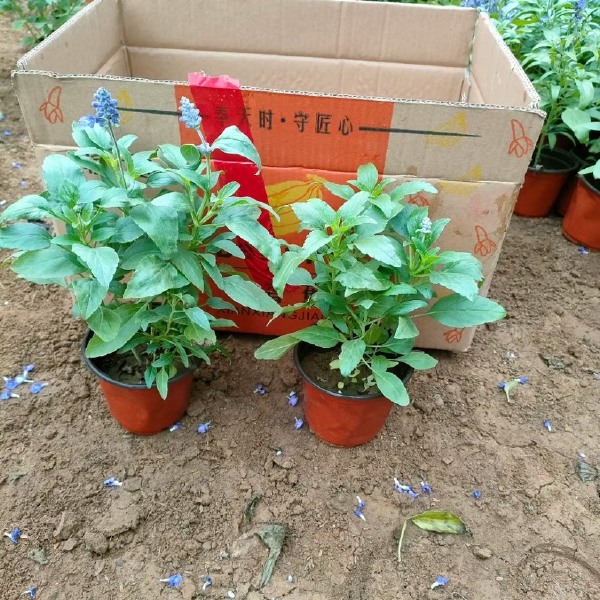 草花鼠尾草基地销售 鼠尾草农户自家种植的质优价廉