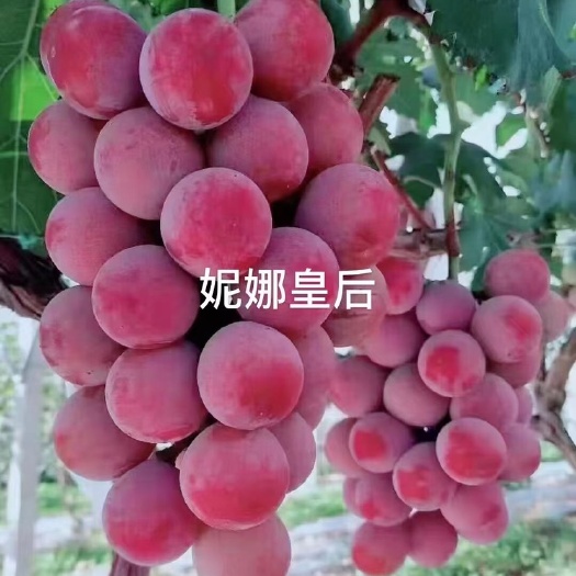 兴城市妮娜皇后嫁接苗 妮娜女王葡萄苗 拒绝假苗 基地直供