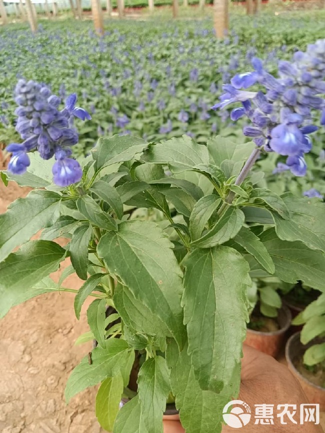 草花鼠尾草基地销售 鼠尾草农户自家种植的质优价廉