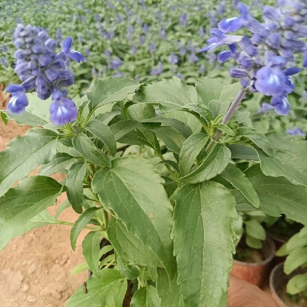 草花鼠尾草基地销售 鼠尾草农户自家种植的质优价廉