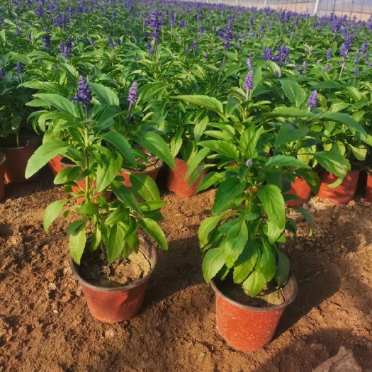 青州市草花鼠尾草基地销售 鼠尾草农户自家种植的质优价廉