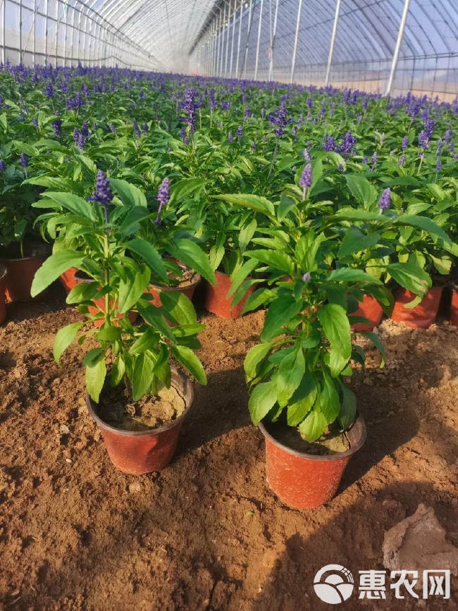 草花鼠尾草基地销售 鼠尾草农户自家种植的质优价廉