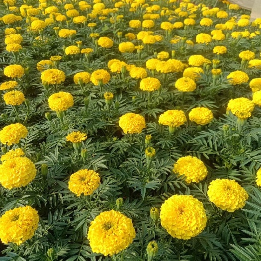 青州市万寿菊农户直销  万寿菊批发价格 万寿菊基地种植