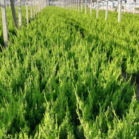 青州市小龙柏种植户直销 绿化苗木批发