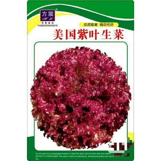 长沙四季紫叶生菜种子高产紫红色蔬菜种籽沙拉菜包菜阳台盆栽大田菜园