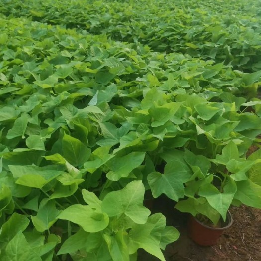 青州市金叶薯批发价格 黄金薯种植基地