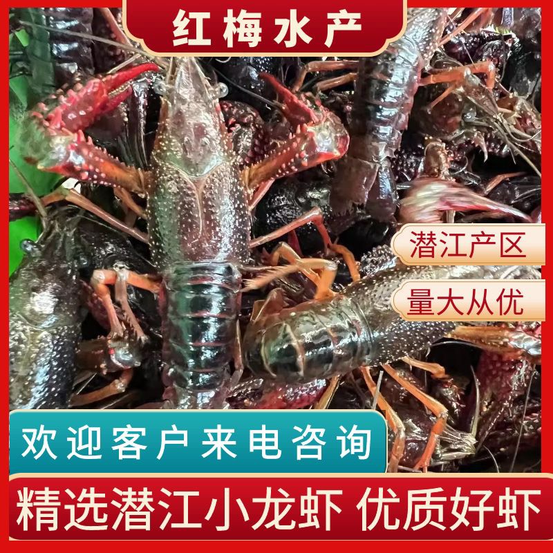 潜江市潜江小龙虾 深水荷塘虾 规格硬，质量高