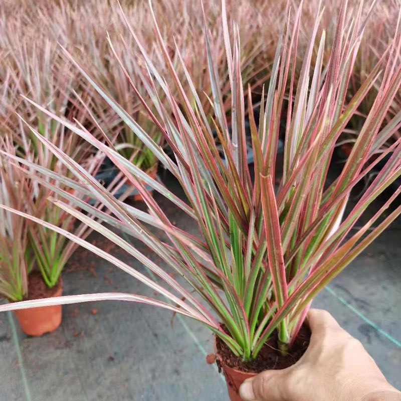 七 彩铁植物千年木盆栽植物室内花卉三色龙血树净化空气办公室绿