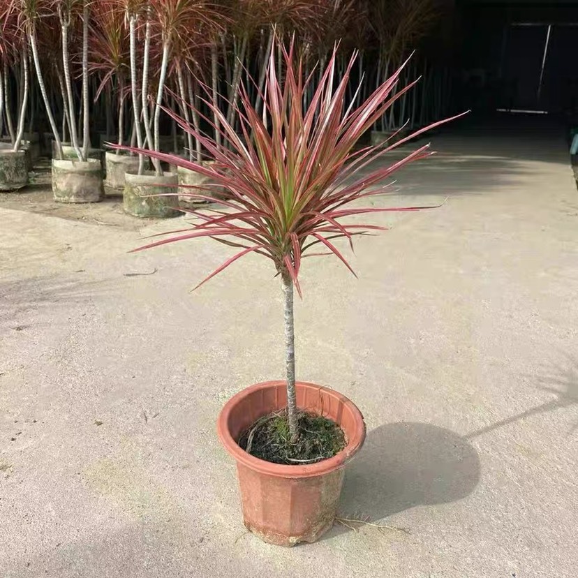 七 彩铁植物千年木盆栽植物室内花卉三色龙血树净化空气办公室绿