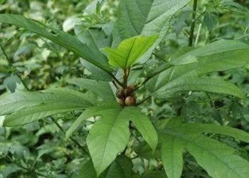江华县五指毛桃