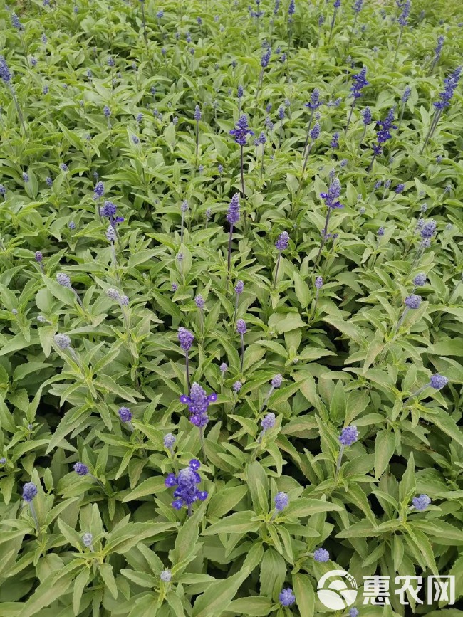 草花鼠尾草基地销售 鼠尾草农户自家种植的质优价廉